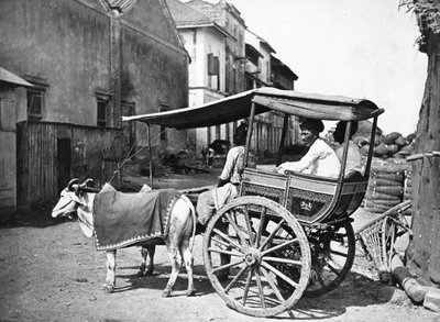 Bombay Hackerry, c.1875 by Francis Frith