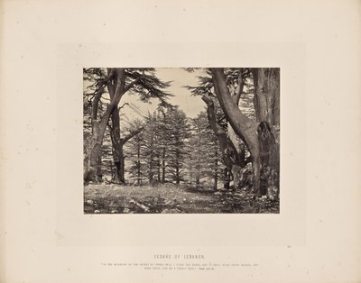 Cedars of Lebanon by Francis Frith