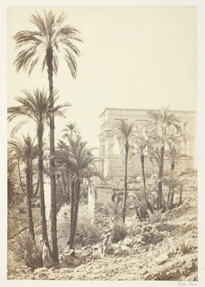 Group of Palms by Francis Frith