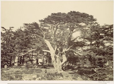 The Largest of the Cedars, Mount Lebanon by Francis Frith