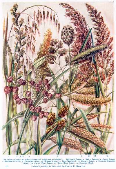 Some Beautiful British Grasses and Sledges by Francis Robert Hinkins