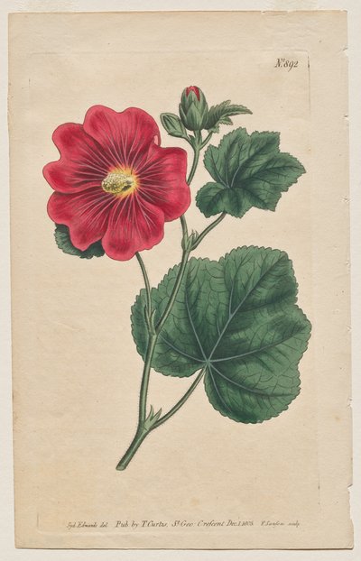 The Botanical Magazine or Flower Garden Displayed: Plate 892, Althaea Flexuosa. Seringapatam Hollyhock. [Althea rosea] by Francis Sansom
