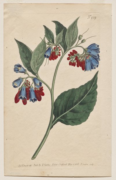 The Botanical Magazine or Flower Garden Displayed: Plate 929, Symphyum Asperrim. Prickly Comfrey. [Symphytum asperum] by Francis Sansom