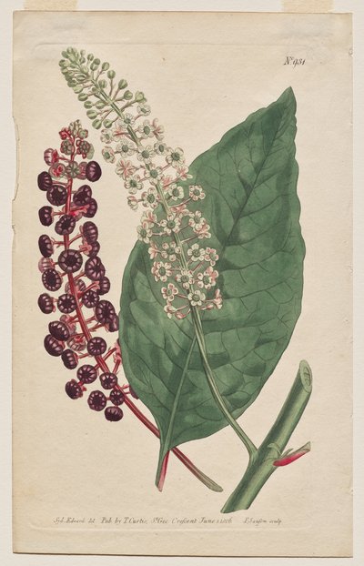 The Botanical Magazine or Flower Garden Displayed: Plate 931, Phytolacca Decandra. Virginian Poke. [Phytolaca Americana] by Francis Sansom