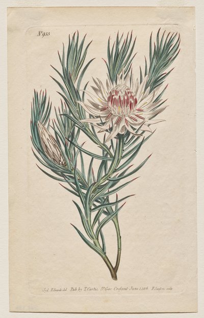 The Botanical Magazine or Flower Garden Displayed: Plate 933, Protea mucronifolia. Dagger-Leaved Protea. [Protea odorata] by Francis Sansom