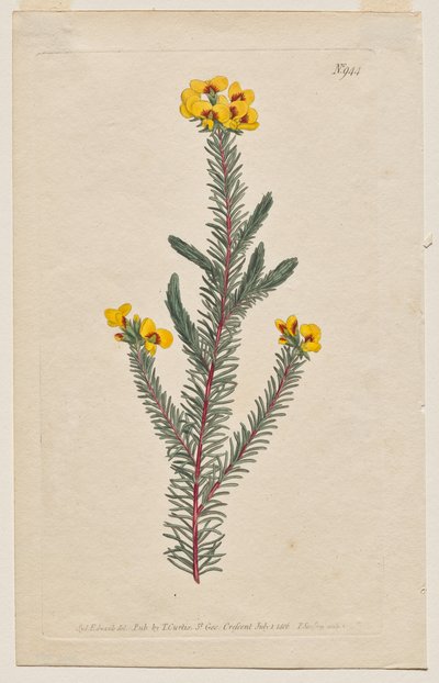 The Botanical Magazine or Flower Garden Displayed: Plate 944, Dillwynia Glaberrima. Smooth-Leaved Dillwynnia. [Dillwynia ericifolia gaberrima] by Francis Sansom