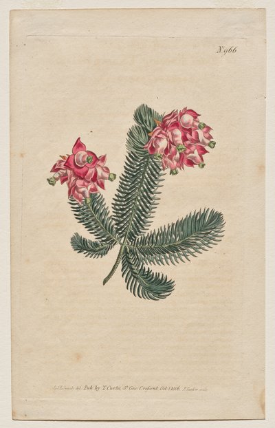 The Botanical Magazine or Flower Garden Displayed: Plate 966, Erica Elegans. Elegant Heath [Erica glauca] by Francis Sansom