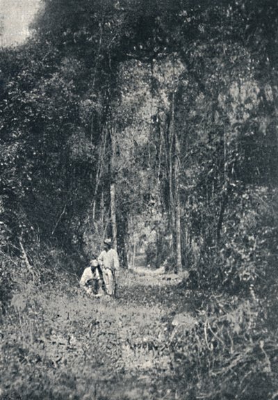 Estrada de Rodagem do Alto Parana by Francisco Henszler