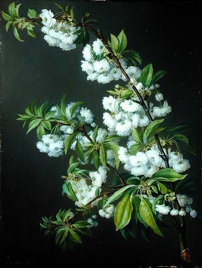 A Sprig of White Blossom by Francisco Lacoma