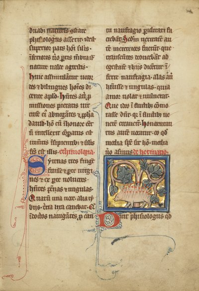 A Hedgehog from a Bestiary Ms Ludwig XV 4, fol. 82, c.1280-1300 by Franco Flemish School