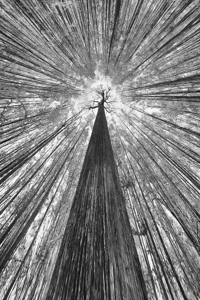 Towering Forest Canopy by Francois Casanova