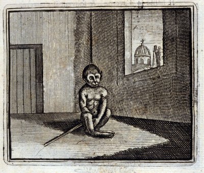 The Monkey by Francois Chauveau
