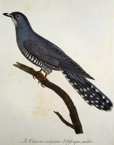 African Cuckoo (Cuculus gularis) by Francois Le Vaillant