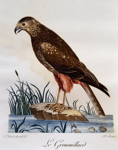 African Marsh Harrier (Circus ranivorus), engraving from Histoire Naturelle des Oiseaux d