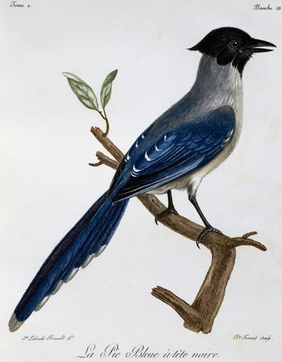Azure-winged Magpie (Cyanopica cyanus) by Francois Le Vaillant