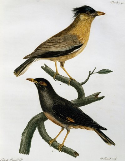 Brahminy Starling (Sturnus pagodarum) and Bank Myna (Acridotheres ginginianus) by Francois Le Vaillant