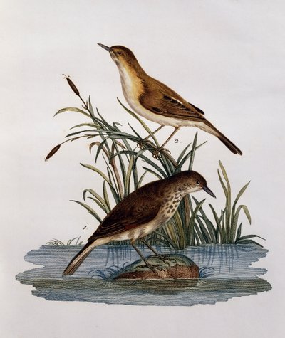 Cagueteuse et Lisabelle by Francois Le Vaillant