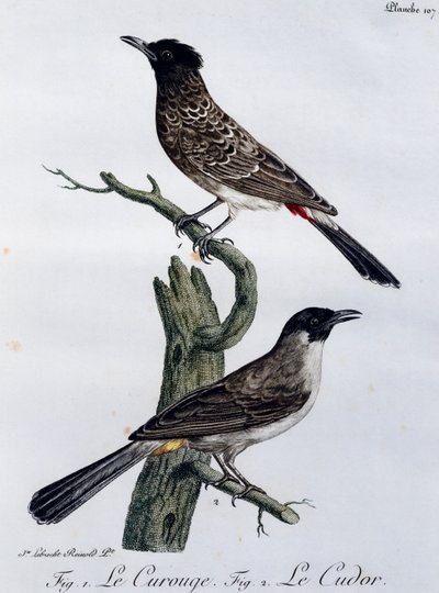 Cape Bulbul (Pycnonotus capensis) and, below, Garden Bulbul (Pycnonotus barbatus), engraving from Histoire Naturelle des Oiseaux d