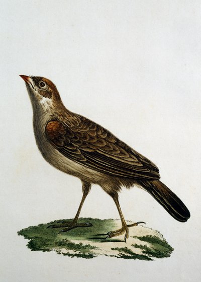 Female Cuckoo Roller, engraving from Histoire Naturelle des Oiseaux d