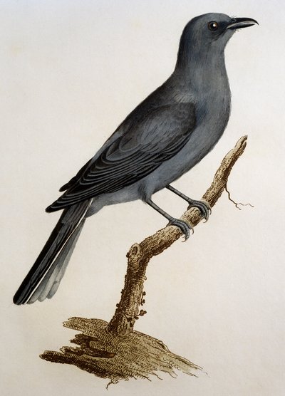 Grey Cuckooshrike (Coracina caesia) by Francois Le Vaillant