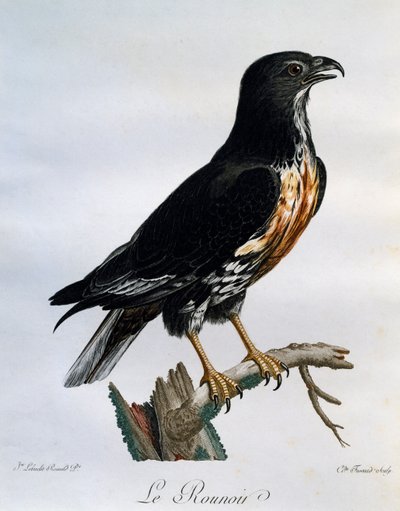 Jackal Buzzard (Buteo rufofuscus), engraving from Histoire Naturelle des Oiseaux d