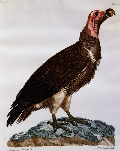 Lappet-faced Vulture (Torgos tracheliotos), Engraving from Histoire Naturelle des Oiseaux d