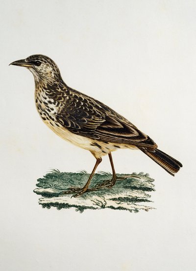 Large-billed Lark (Galerida magnirostris) by Francois Le Vaillant