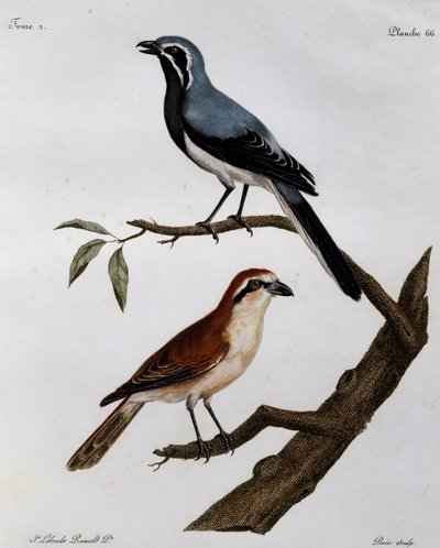 Le Pendeur et le Rousseau by Francois Le Vaillant