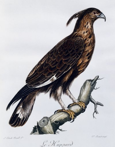 Long-crested Eagle (Lophaetus occipitalis), engraving from Histoire Naturelle des Oiseaux d