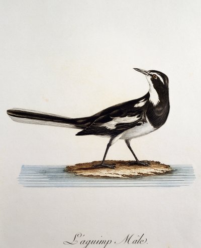 Male African Pied Wagtail (Motacilla aguimp) by Francois Le Vaillant
