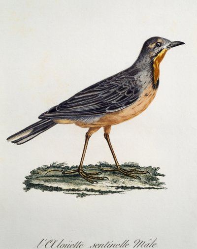 Male Cape Longclaw (Macronyx capensis), engraving from Histoire Naturelle des Oiseaux d