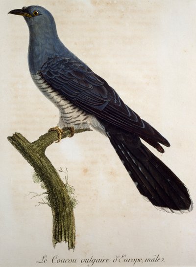 Male Eurasian cuckoo (Cuculus canorus) by Francois Le Vaillant