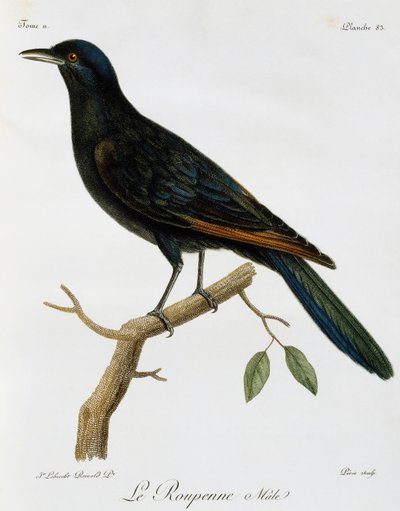 Male Red-winged Starling (Onychognathus morio) by Francois Le Vaillant