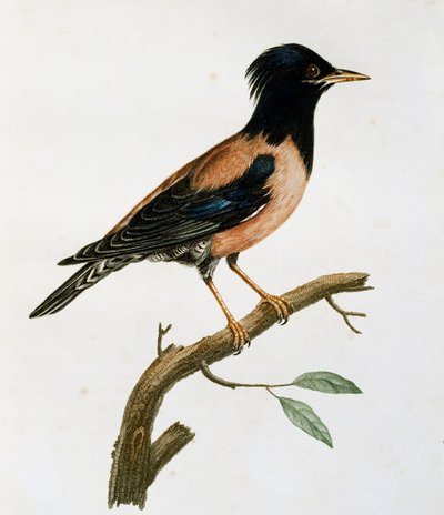 Male Rosy Starling (Sturnus roseus), from Histoire Naturelle des Oiseaux d