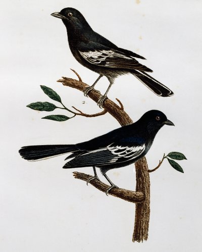 Male and Female of Black Tit (Parus niger) by Francois Le Vaillant
