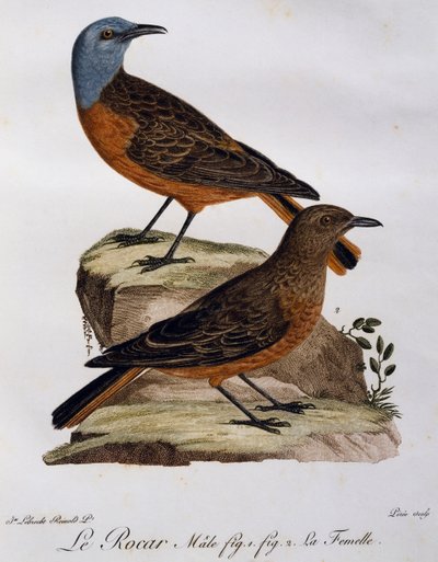Male and Female of Cape Rock Thrush (Monticola rupestris) by Francois Le Vaillant