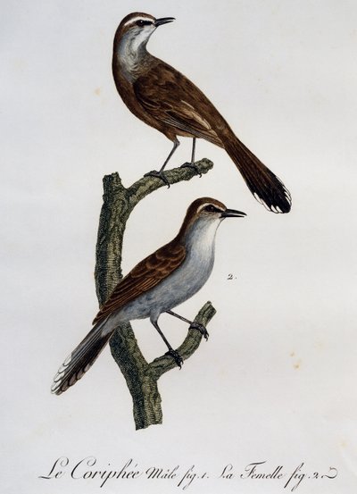Male and female of Karoo Scrub-Robin (Cercotrichas coryphoeus), engraving from Histoire Naturelle des Oiseaux d