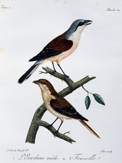 Male and Female of Red-backed Shrike (Lanius collurio) by Francois Le Vaillant