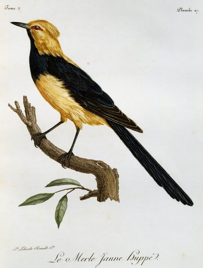 Merle Jaune Huppe, engraving from Histoire Naturelle des Oiseaux d