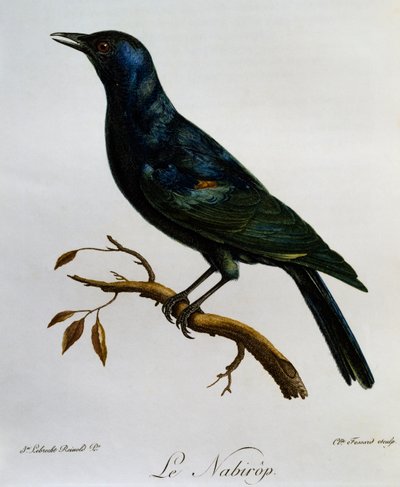Pale-winged Starling (Onychognathus nabouroup) by Francois Le Vaillant