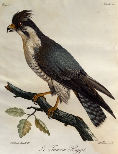 Peregrine Falcon (Falco peregrinus), engraving from Histoire Naturelle des Oiseaux d