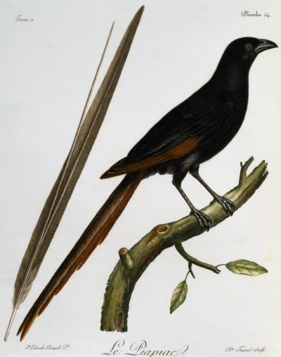 Piapiac (Ptilostomus afer), engraving from Histoire Naturelle des Oiseaux d
