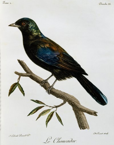 Principe Glossy-Starling (Lamprotornis ornatus), engraving from Histoire Naturelle des Oiseaux d