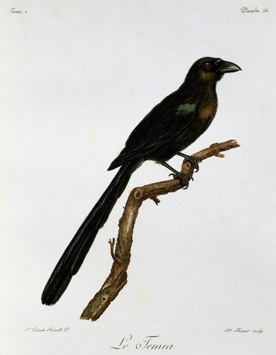 Racket-tailed Treepie (Crypsirina temia) by Francois Le Vaillant