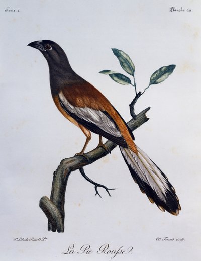 Rufous Treepie (Dendrocitta vagabunda) by Francois Le Vaillant