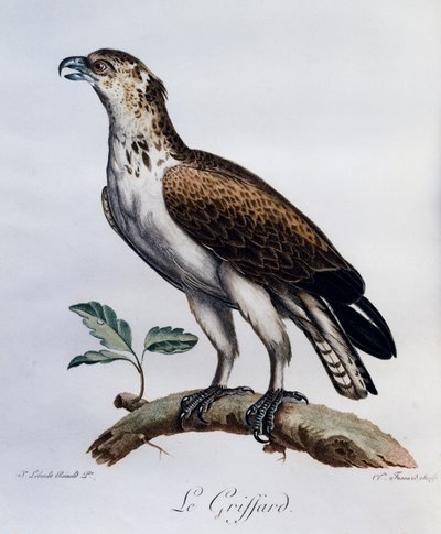 Short-toed Snake-Eagle (Circaetus gallicus), engraving from Histoire Naturelle des Oiseaux d