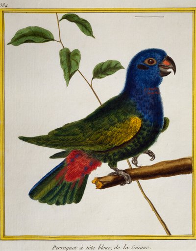 Blue-headed Parrot, from Histoire naturelle des oiseaux by Francois Nicolas Martinet