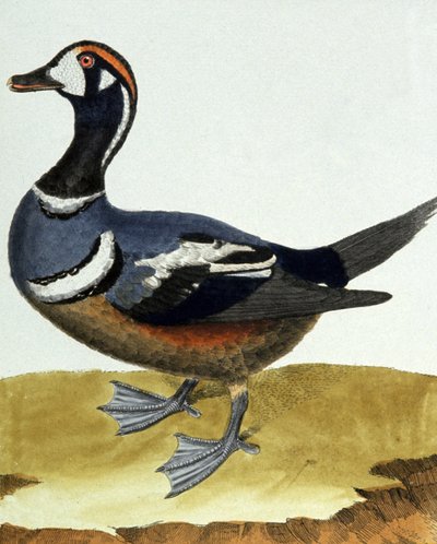 Collared Duck by Francois Nicolas Martinet
