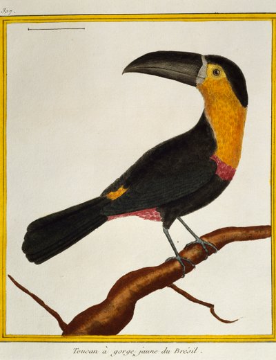 Channel-billed Toucan, from Histoire naturelle des oiseaux by Francois Nicolas Martinet