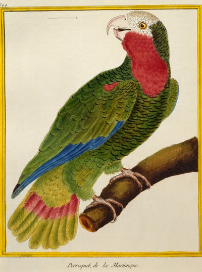 Cuban Parrot, from Histoire naturelle des oiseaux by Francois Nicolas Martinet